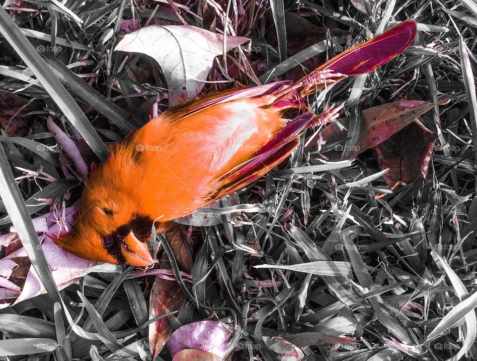 Death of a cardinal