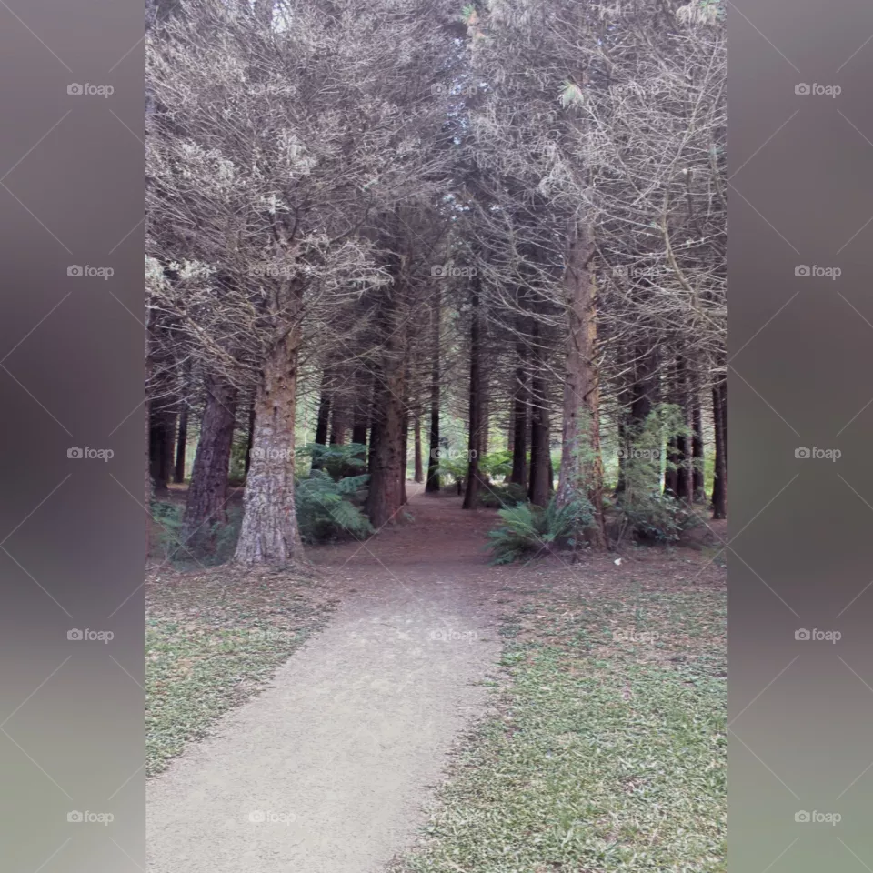 Forest walk 