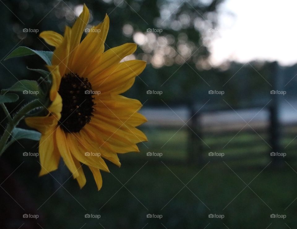 Sunflower in fog.