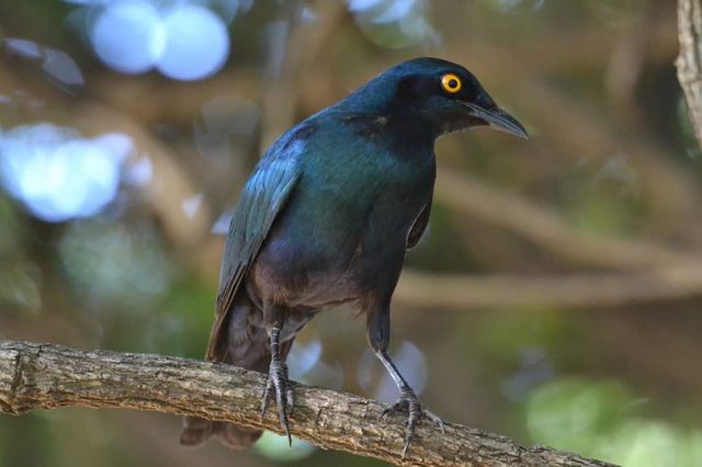 bird