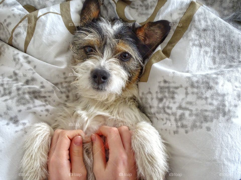 Dog on the bed