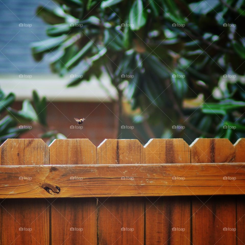Bee flying over a fence
