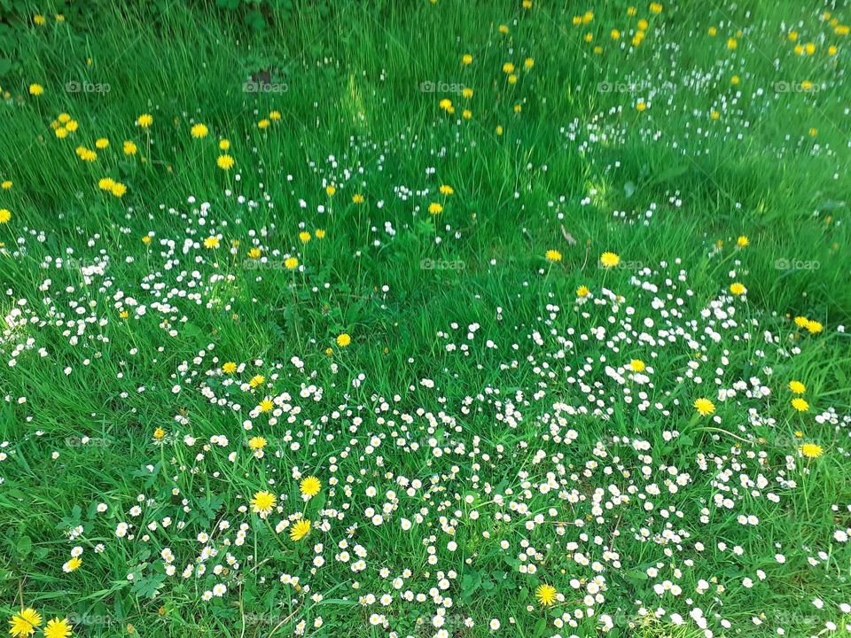 flower meadow