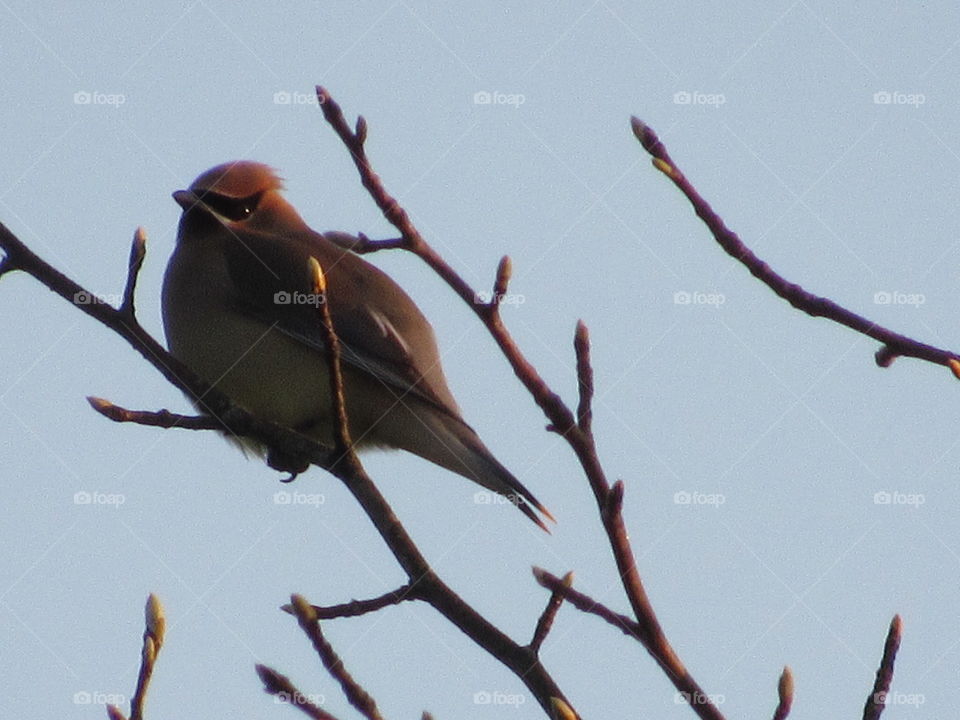 Cedar Waxwings