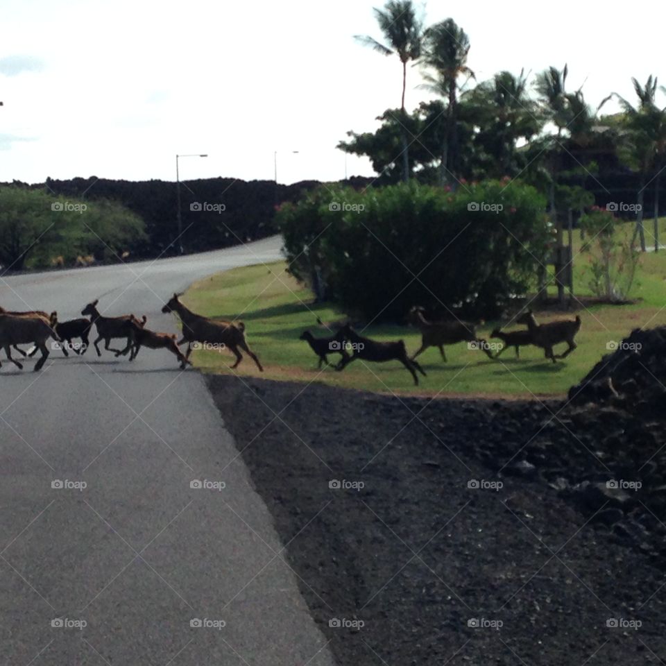Goat crossing 