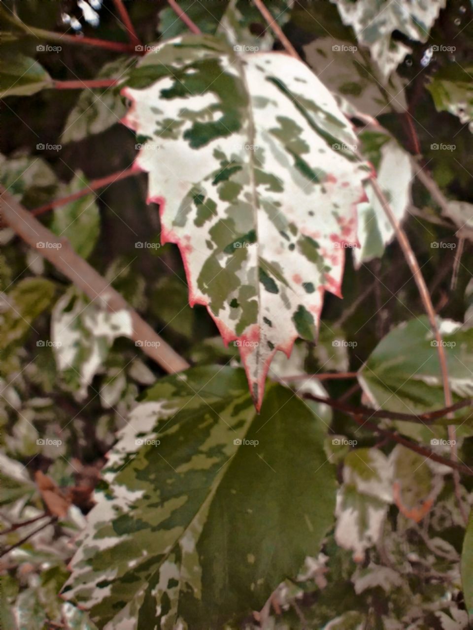 As rosadas folhas do hibisco.