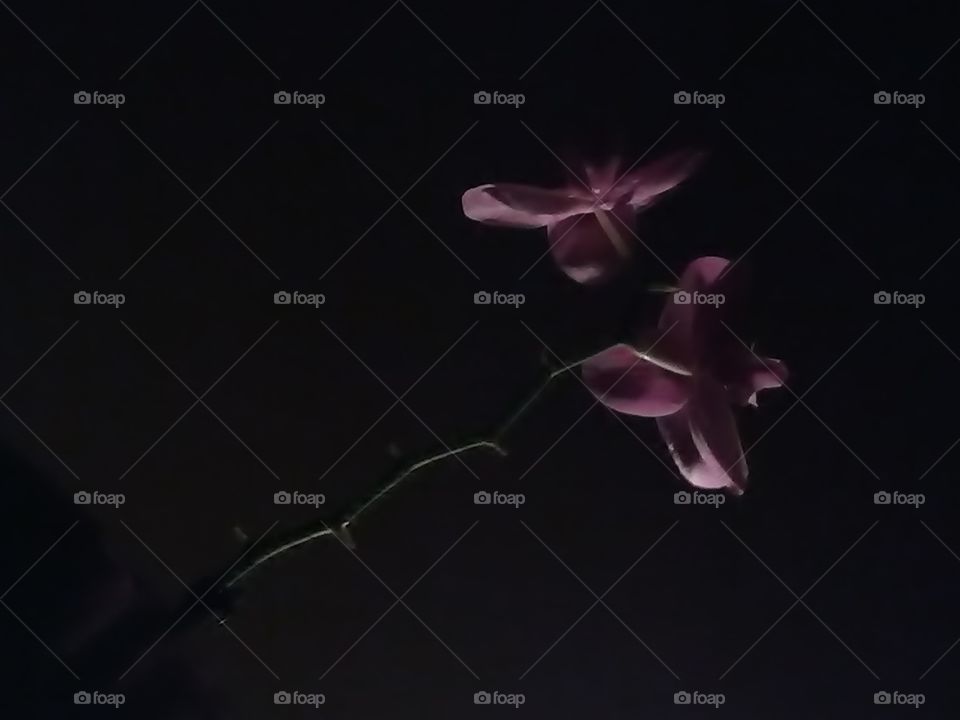 Subtle Orchids