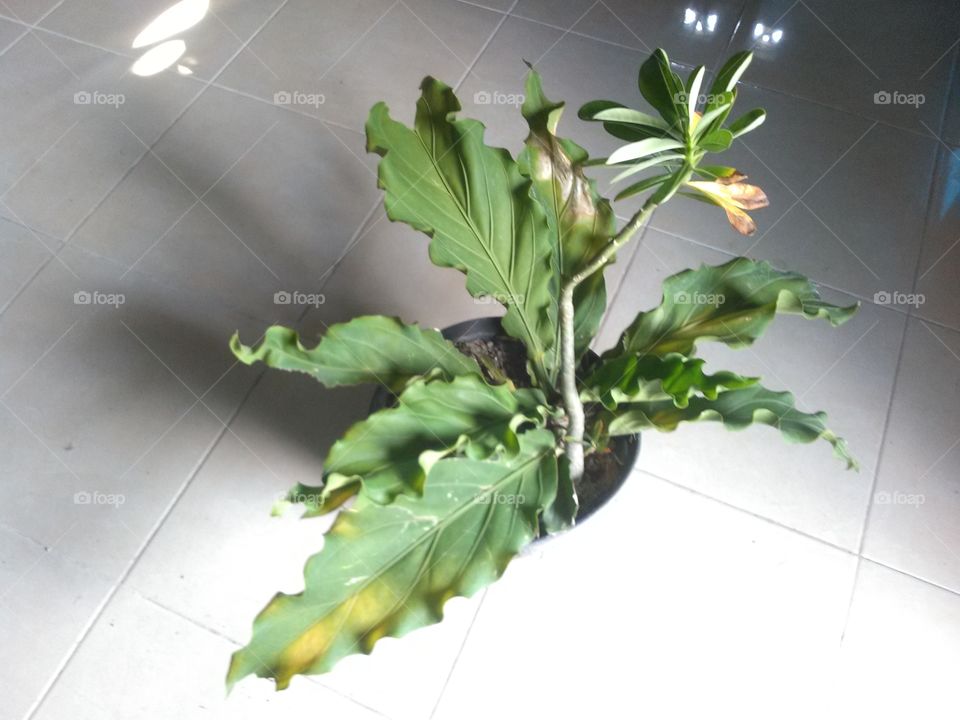 Anthurium Plowmanii and Plumeria sp in one pot