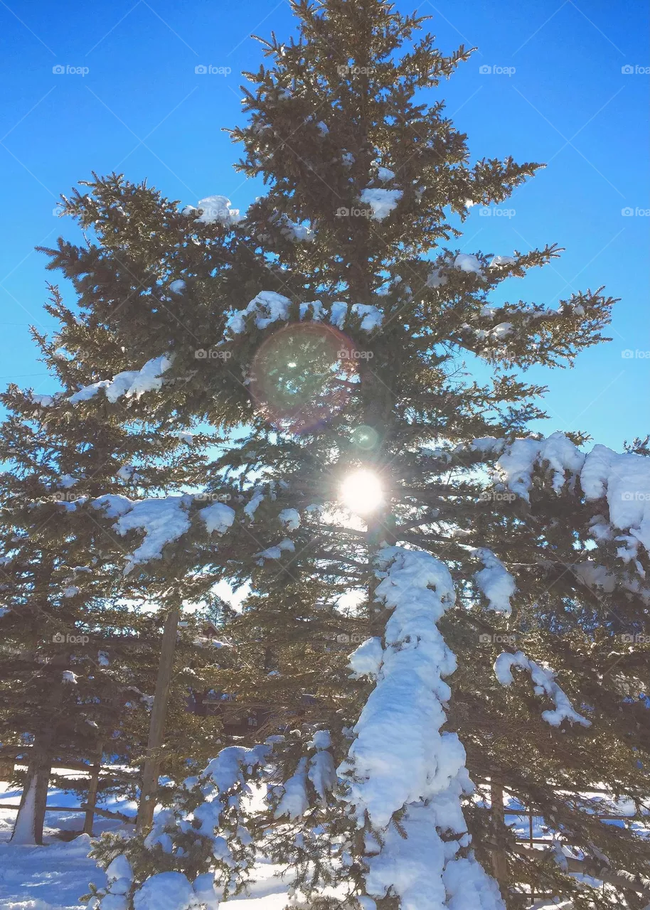 Winter Aftetnoon