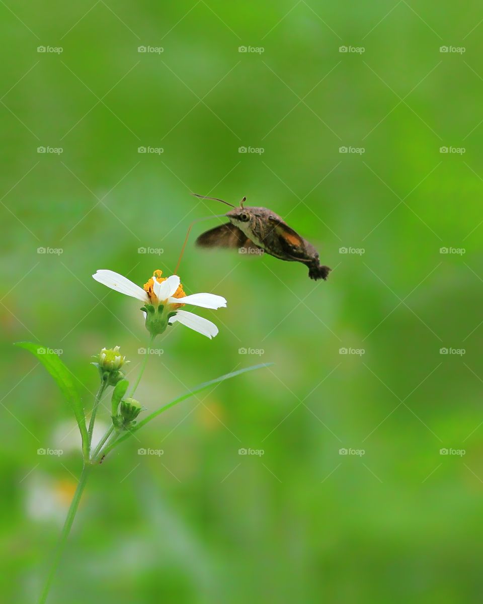 Hummingbird Hawk Moth Sucking Nectar