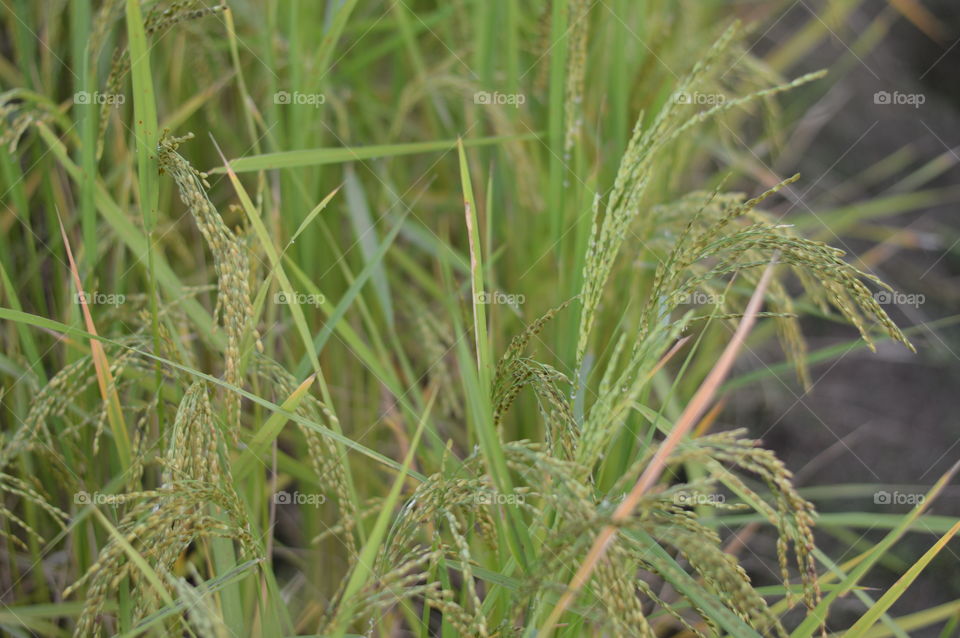 Rice field,farmer.