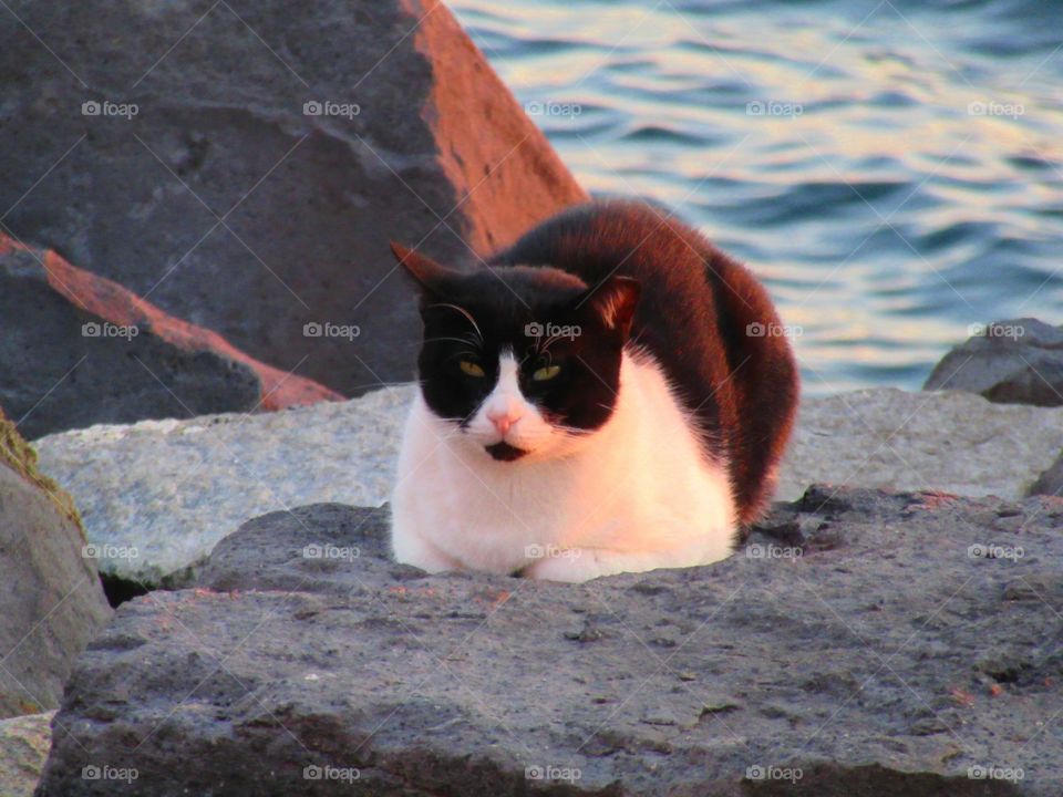 Portrait of a black and white cat sitting on rock