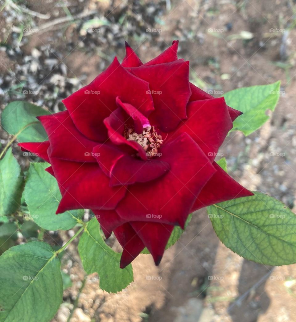 🌹 🇺🇸 Very beautiful flowers to brighten our day.  Live nature and its beauty. Did you like the delicate petals? / 🇧🇷 Flores muito bonitas para alegrar nosso dia. Viva a natureza e sua beleza. Gostaram das pétalas delicadas? 