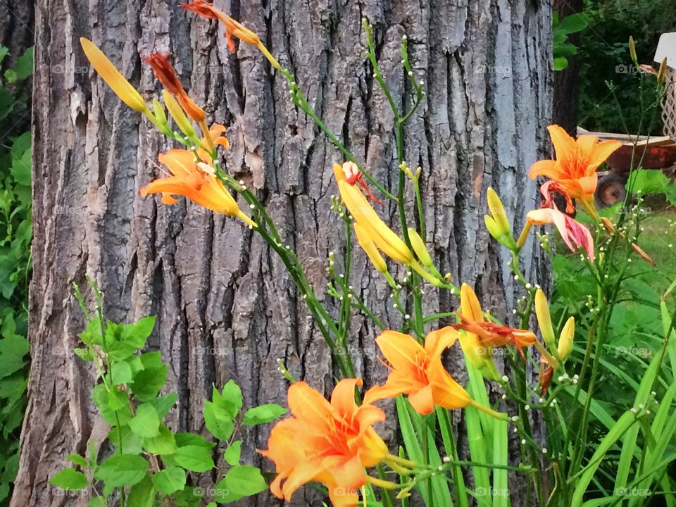 Hemerocallis 