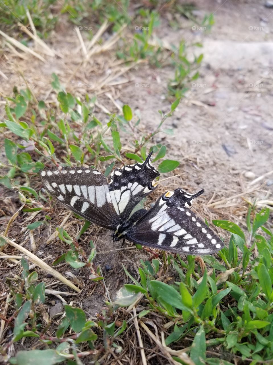 butterfly taking a rest