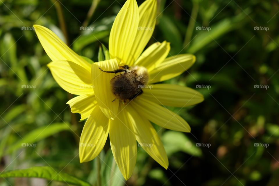 Bee on yellow flower