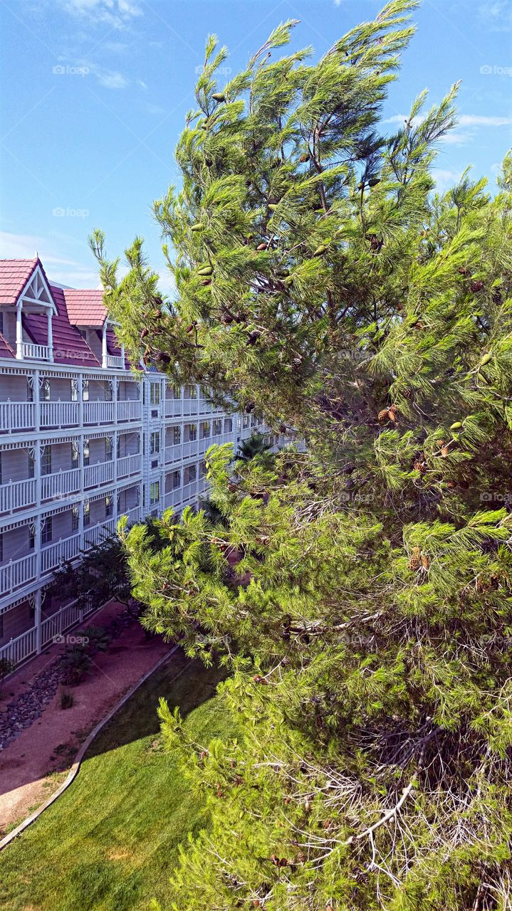 Pine Tree in the Wind!