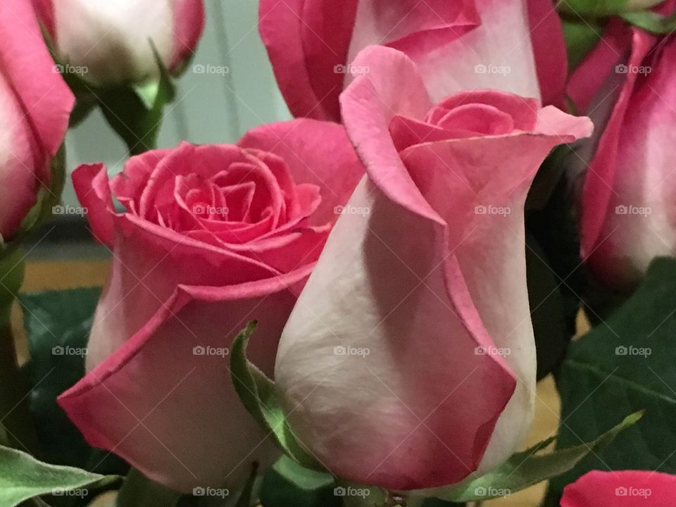 Pink roses 