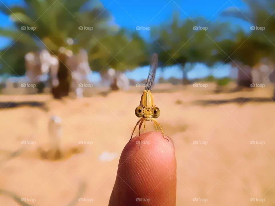 Dragon Fly On Finger Tip Eating 