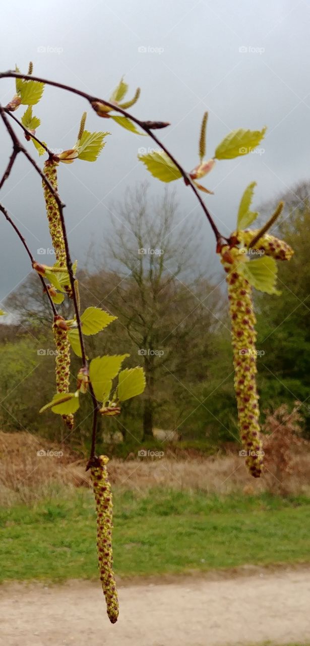 birke baum Pollen blatt Frühling Grün Baum