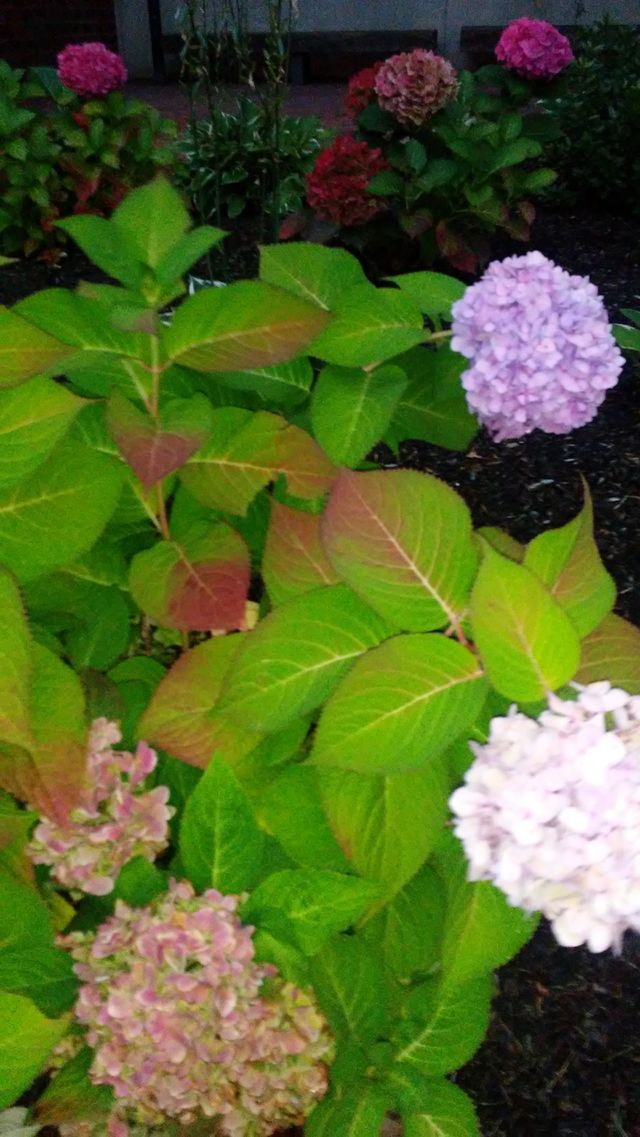 Flower, Leaf, Garden, Flora, Nature