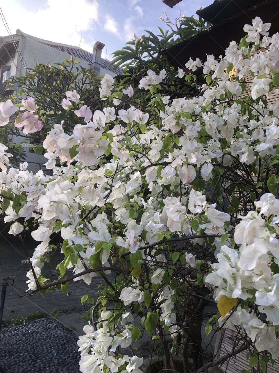 Spring is coming like the bougenville flower is blooming 