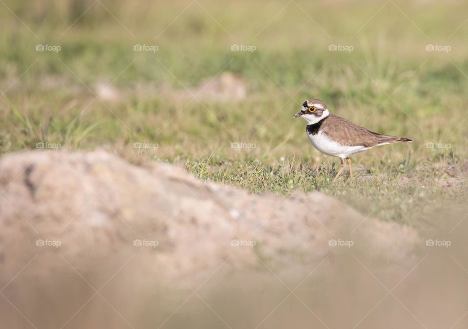 Plover on the beach