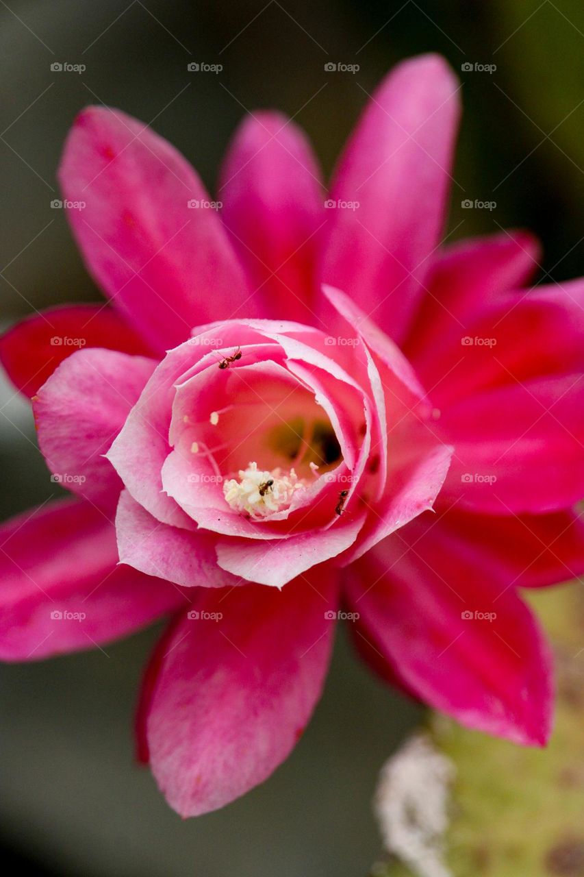 Close up of a pink flower on a succulent plant