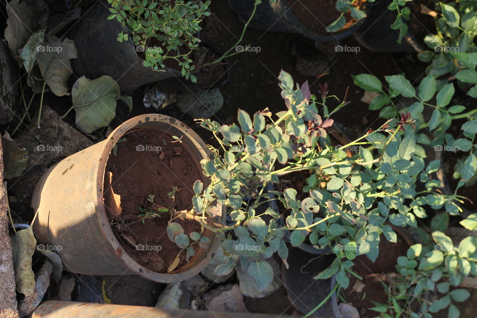 house plants in Port