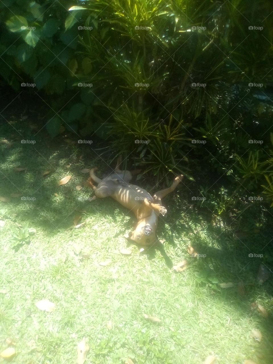 the funny est way that you could never see your dog sleep I never in my life see any thing like this before .