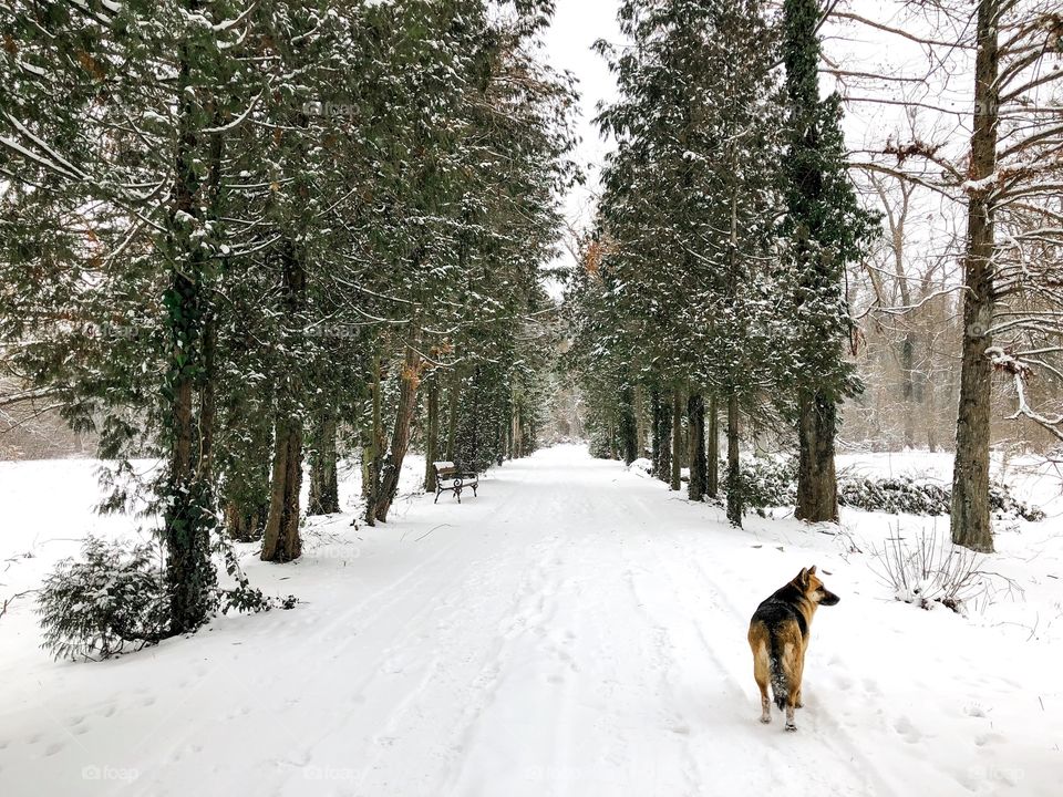 German shepherd walking alone on a snowy road surrounded by evergreen trees covered in snow