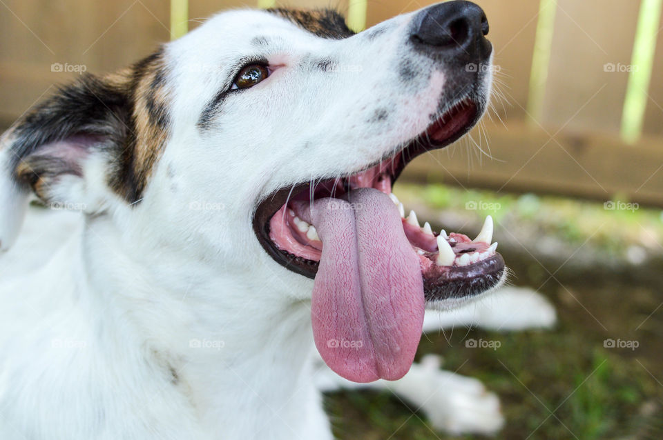 Mixed breed puppy laying in the grass with his tongue hanging out