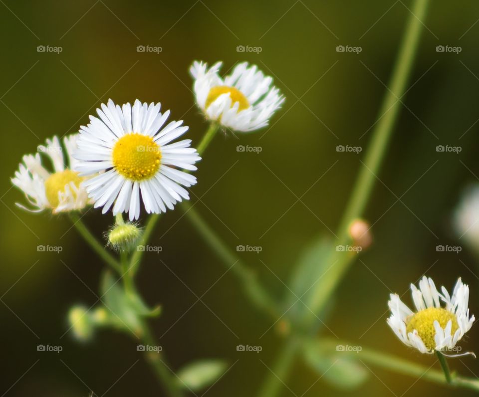 Yellow and white flowers 