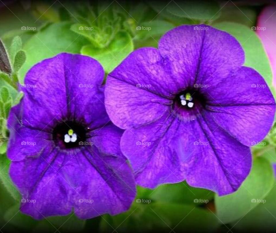 Purple flowers
