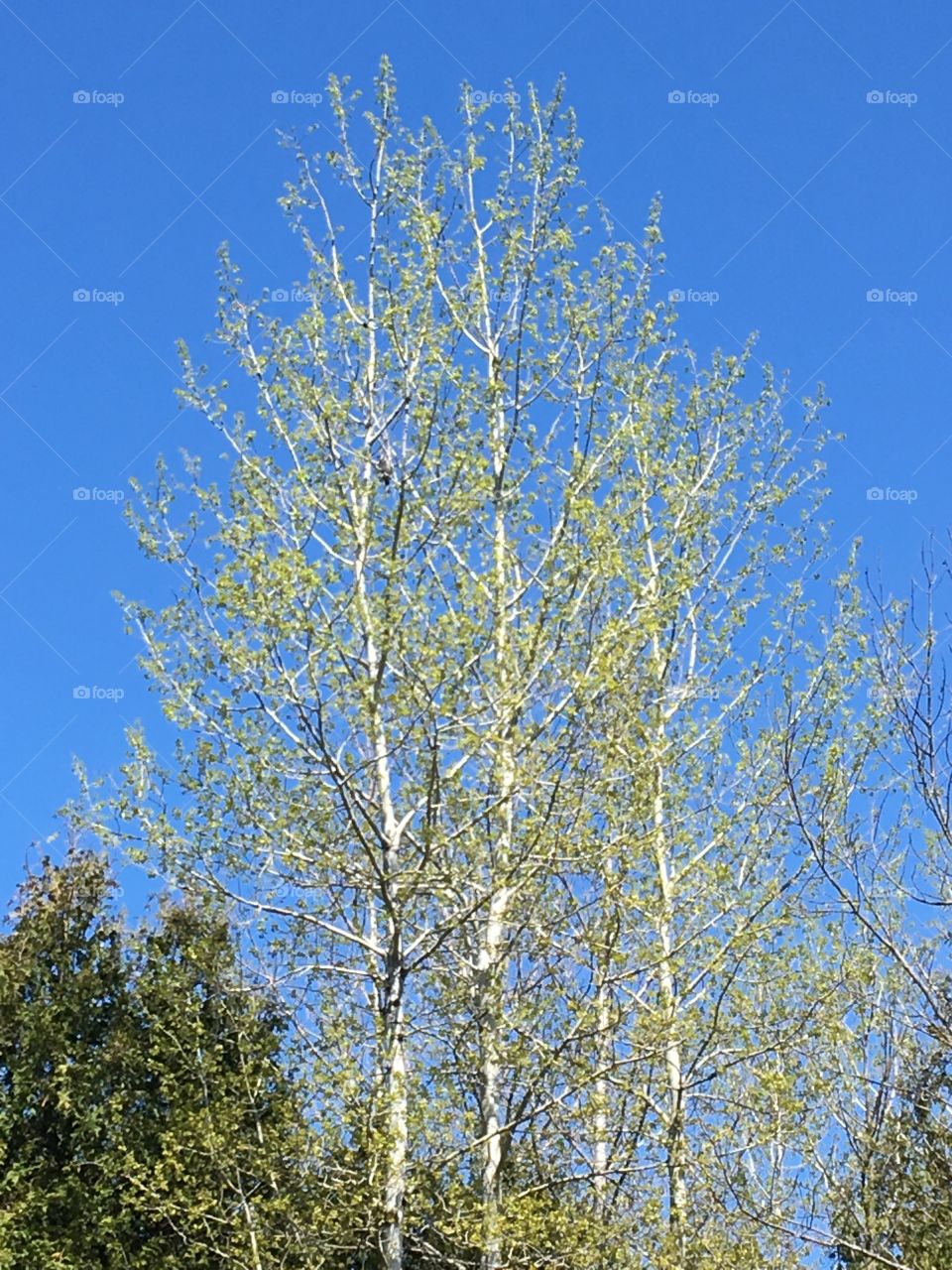White Birch - leaves budding 