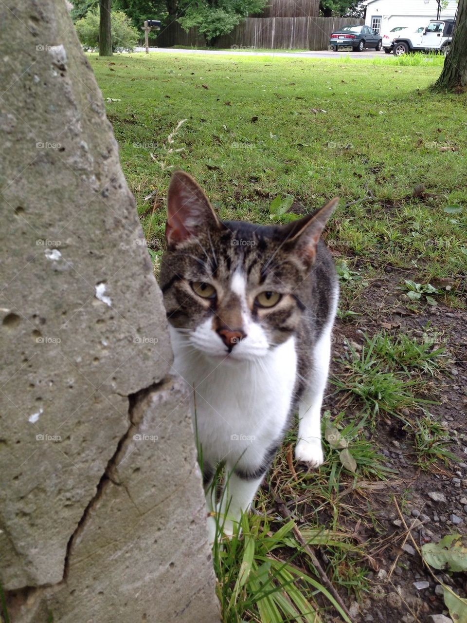 Cute outdoor cat