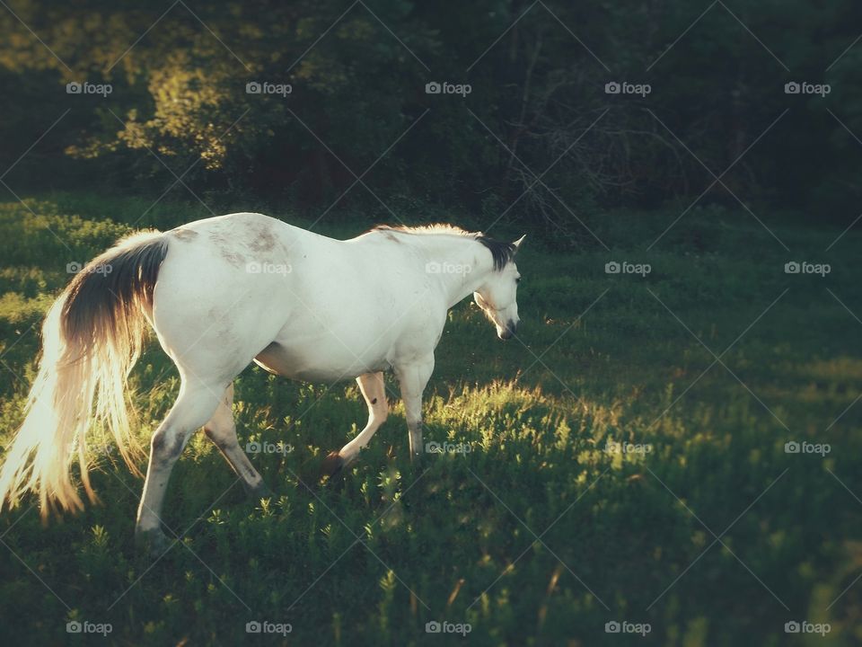 Gray horse walking on grassy field