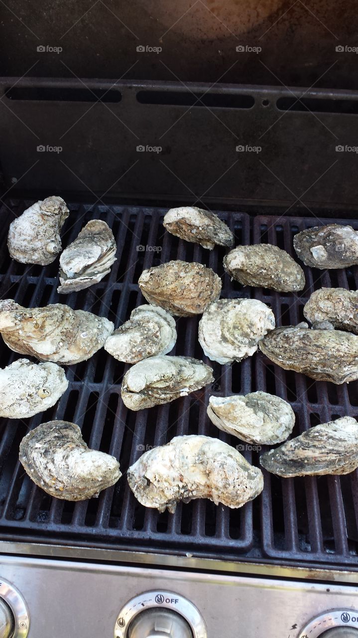 Oysters. back yard cookout