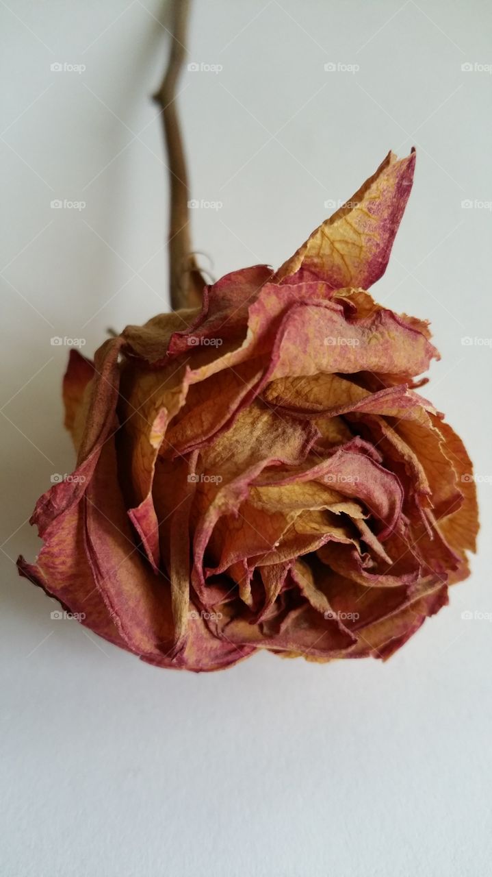 Withered rose