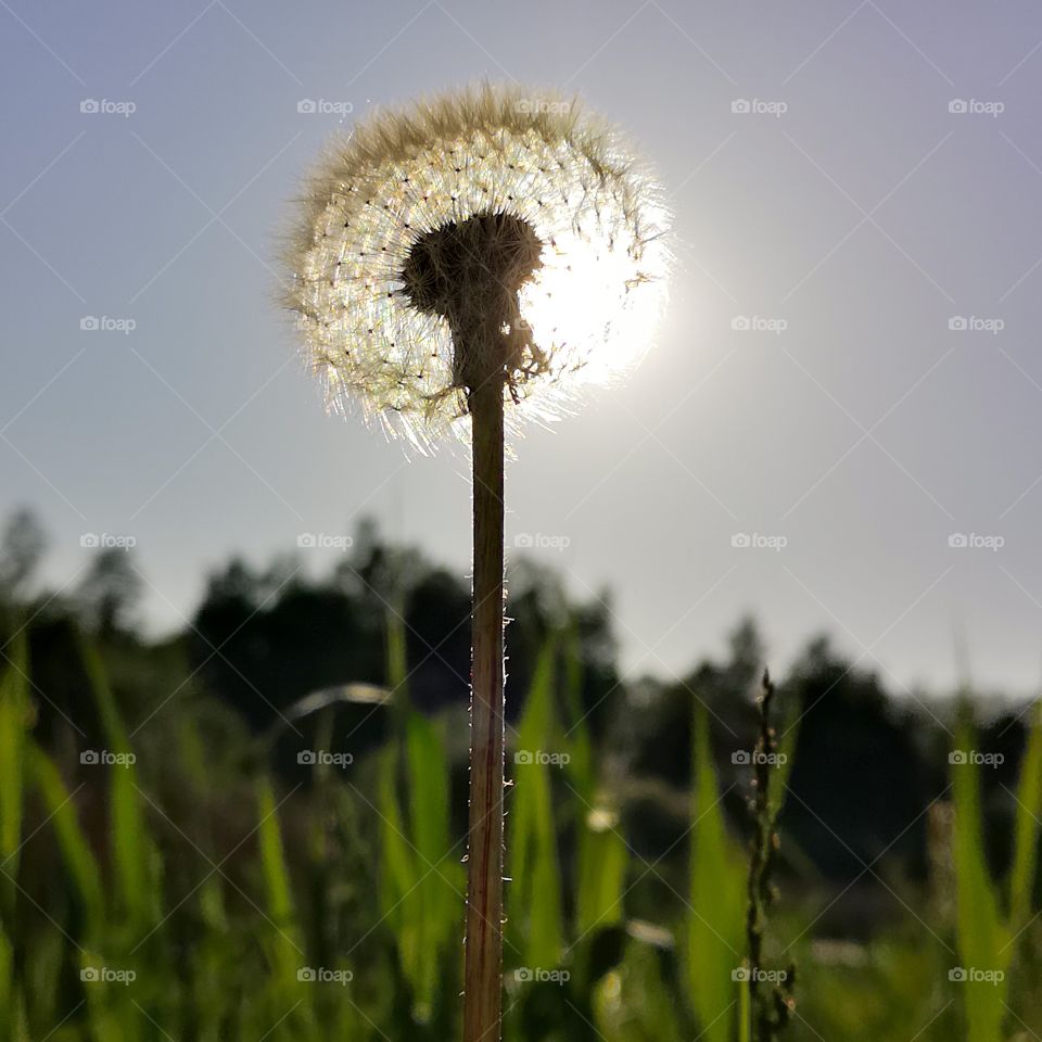 Dandelion in evening sun