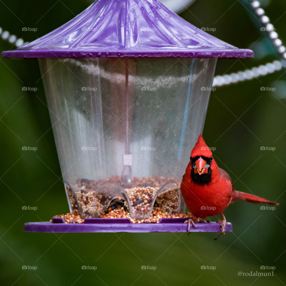 Eater, Bird, Birdhouse, Nest, Nature