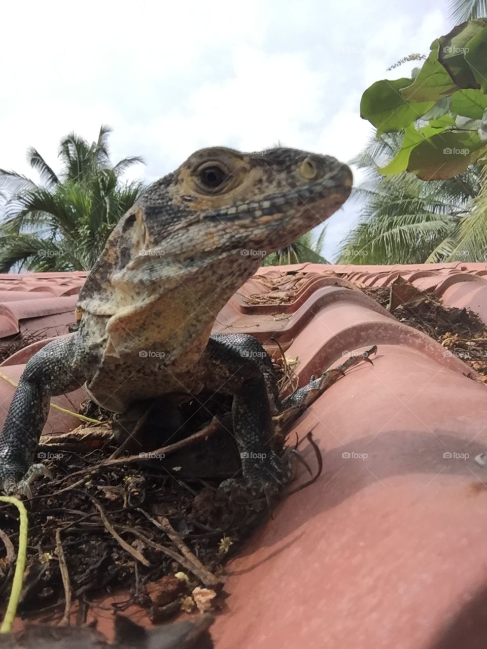 Close up of a curious Iguana