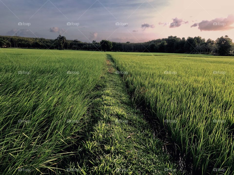 Agriculture, Landscape, Field, Rural, No Person