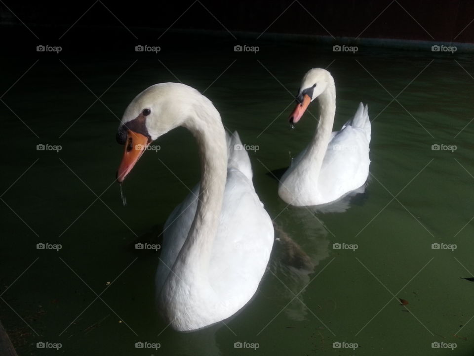 swan. couple