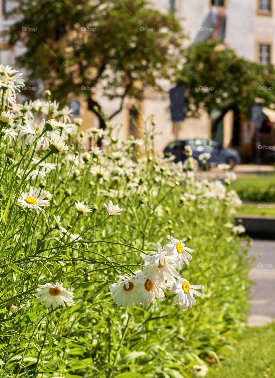 Shasta Daisies growing in the centre of Tomar, Portugal