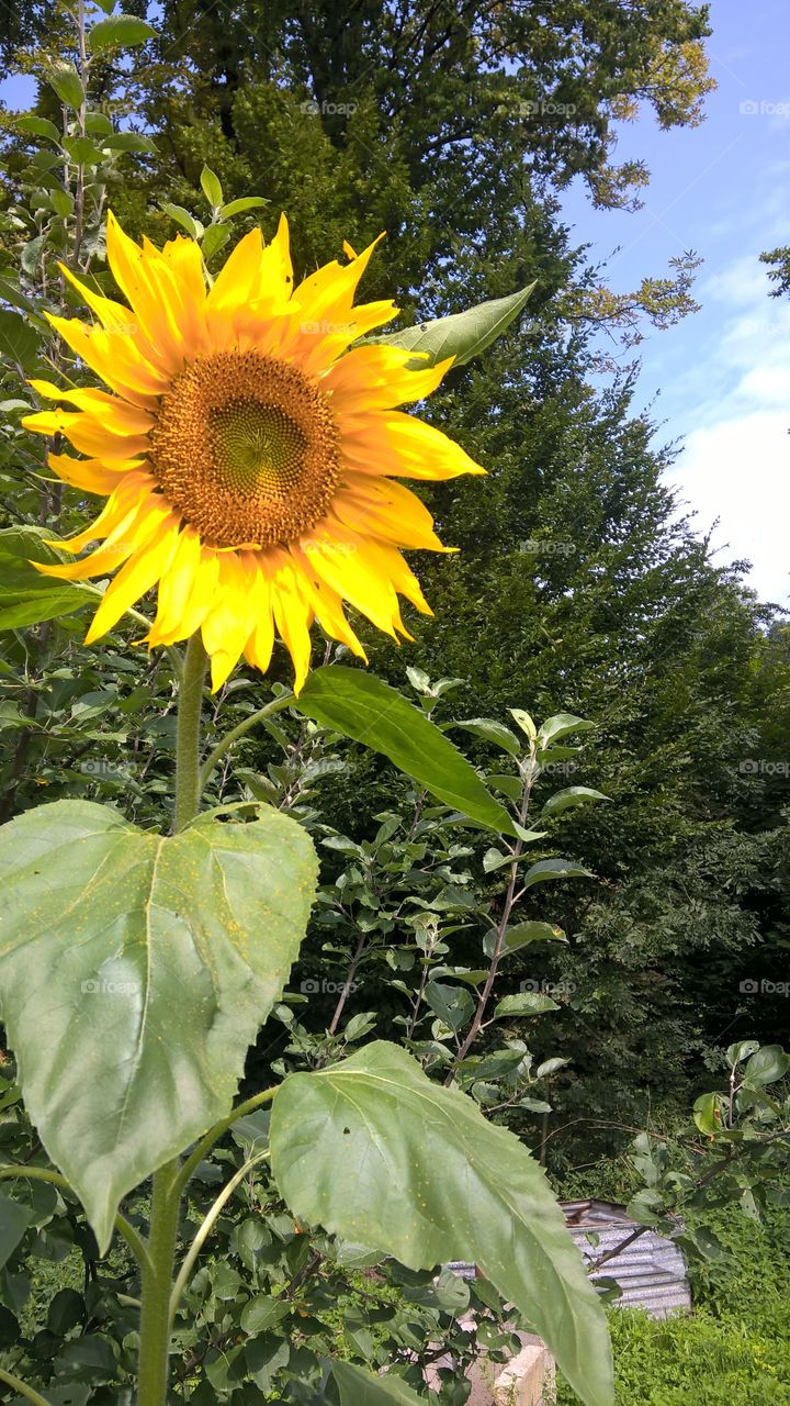 sunflower day
