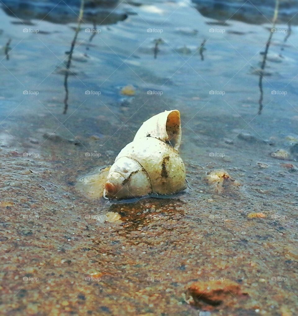 At sea shore. a  alone cone 