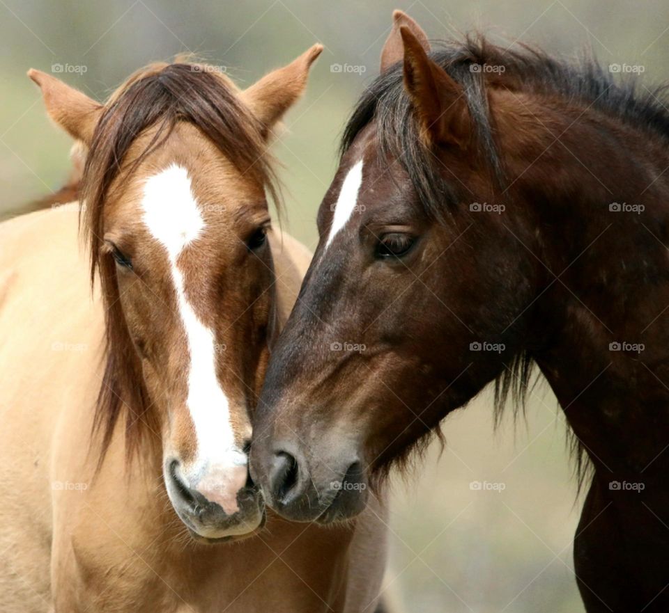 Two Wild Horses in Desert