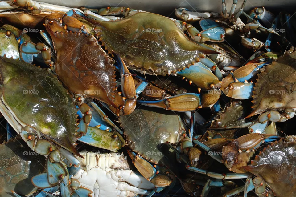 crustacean