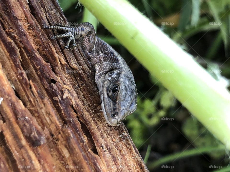 Ящерица вид с земли